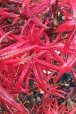 Peve's Starfish Japanese Maple - 7 Gallon Pot (7-8' HT) -Garden Plants Shop acer palmatum peves starfish japanese maple 1