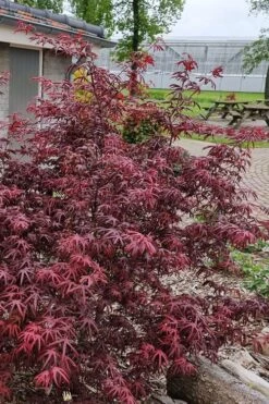 Peve's Starfish Japanese Maple - 7 Gallon Pot (7-8' HT) -Garden Plants Shop acer palmatum peves starfish japanese maple 12
