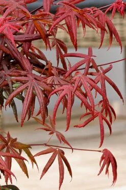 Peve's Starfish Japanese Maple - 7 Gallon Pot (7-8' HT) -Garden Plants Shop acer palmatum peves starfish japanese maple 13