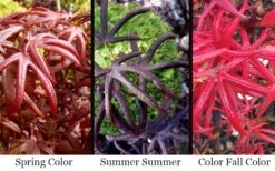 Peve's Starfish Japanese Maple - 7 Gallon Pot (7-8' HT) -Garden Plants Shop acer palmatum peves starfish japanese maple 2