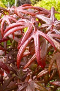 Peve's Starfish Japanese Maple - 7 Gallon Pot (7-8' HT) -Garden Plants Shop acer palmatum peves starfish japanese maple 4