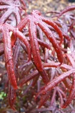Peve's Starfish Japanese Maple - 7 Gallon Pot (7-8' HT) -Garden Plants Shop acer palmatum peves starfish japanese maple 9