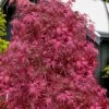 Pink Ballerina Japanese Maple - 3 Gallon Pot 1 Pink Ballerina Japanese Maple - 3 Gallon Pot -Garden Plants Shop acer palmatum pink ballerina 10