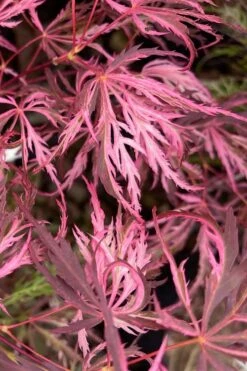 Pink Ballerina Japanese Maple - 3 Gallon Pot -Garden Plants Shop acer palmatum pink ballerina 3