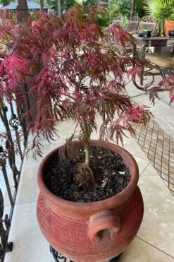 Pink Ballerina Japanese Maple - 3 Gallon Pot -Garden Plants Shop acer palmatum pink ballerina japanese maple 4