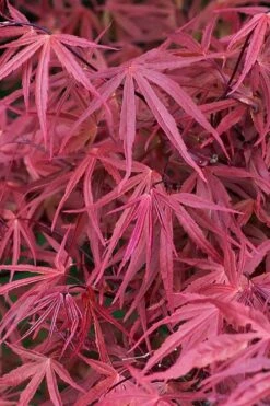 Red Pygmy Japanese Maple - 2 Gallon Pot 12 Red Pygmy Japanese Maple - 2 Gallon Pot -Garden Plants Shop acer palmatum red pygmy japanese maple 2