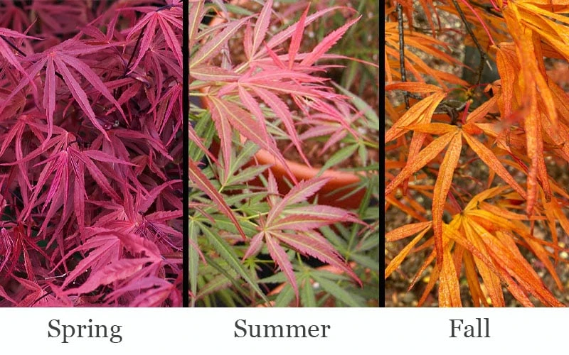 Red Pygmy Japanese Maple - 2 Gallon Pot 6 Red Pygmy Japanese Maple - 2 Gallon Pot - Image 4