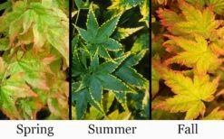 Sagara Nishiki Japanese Maple - 2 Gallon Pot 11 Sagara Nishiki Japanese Maple - 2 Gallon Pot -Garden Plants Shop acer palmatum sagara nishiki japanese maple 8