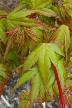 Sekka Yatsubusa Japanese Maple - 3 Gallon Pot -Garden Plants Shop acer palmatum sekka yatsubusa japanese maple 1
