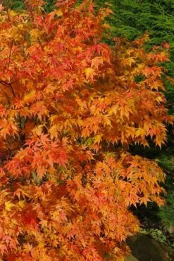 Sekka Yatsubusa Japanese Maple - 3 Gallon Pot -Garden Plants Shop acer palmatum sekka yatsubusa japanese maple 3