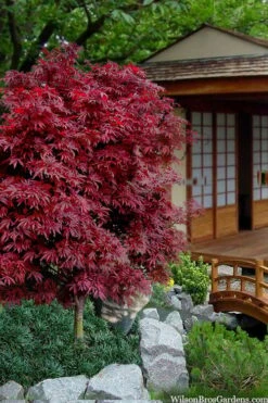 Shaina Dwarf Red Japanese Maple - 2 Gallon Pot 11 Shaina Dwarf Red Japanese Maple - 2 Gallon Pot -Garden Plants Shop acer palmatum shaina japanese maple 11 1