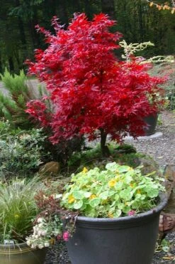Shaina Dwarf Red Japanese Maple - 2 Gallon Pot 13 Shaina Dwarf Red Japanese Maple - 2 Gallon Pot -Garden Plants Shop acer palmatum shaina japanese maple 12 1