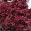 Shaina Dwarf Red Japanese Maple - 2 Gallon Pot -Garden Plants Shop acer palmatum shaina japanese maple 4