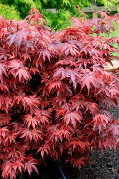Shaina Dwarf Red Japanese Maple (Single Trunk / Standard) - 5 Gallon Pot -Garden Plants Shop acer palmatum shaina japanese maple 7