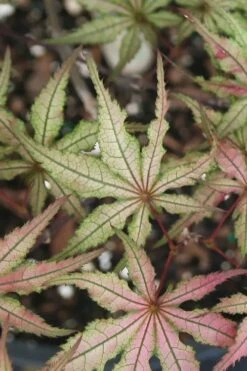 Shigitatsu Sawa Japanese Maple - 2 Gallon Pot -Garden Plants Shop acer palmatum shigitatsu sawa japanese maple 5