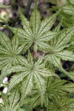 Shigitatsu Sawa Japanese Maple - 2 Gallon Pot -Garden Plants Shop acer palmatum shigitatsu sawa japanese maple 8