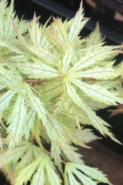 Sister Ghost Japanese Maple - 3 Gallon Pot (4-5') -Garden Plants Shop acer palmatum sister ghost japanese maple 12