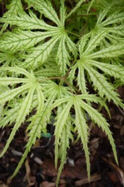 Sister Ghost Japanese Maple - 3 Gallon Pot (4-5') -Garden Plants Shop acer palmatum sister ghost japanese maple 14
