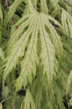 Sister Ghost Japanese Maple - 3 Gallon Pot (4-5') -Garden Plants Shop acer palmatum sister ghost japanese maple 2