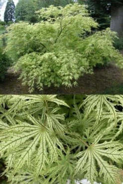 Sister Ghost Japanese Maple - 3 Gallon Pot (4-5') -Garden Plants Shop acer palmatum sister ghost japanese maple 5