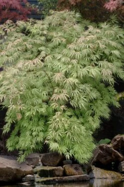 Sister Ghost Japanese Maple - 3 Gallon Pot (4-5') -Garden Plants Shop acer palmatum sister ghost japanese maple 8