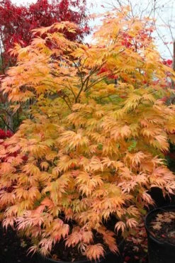 Sister Ghost Japanese Maple - 3 Gallon Pot (4-5') -Garden Plants Shop acer palmatum sister ghost japanese maple 9