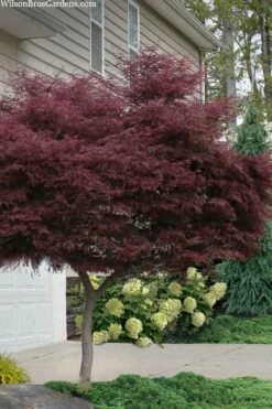 Tamukeyama Dwarf Red Japanese Maple - 1 Gallon Pot - High Grafted Tree Form -Garden Plants Shop acer palmatum tamukeyama japanese maple high graft 2