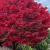Tobiosho Japanese Maple Tree - 3 Gallon Pot -Garden Plants Shop acer palmatum tobiosho japanese maple tree 5