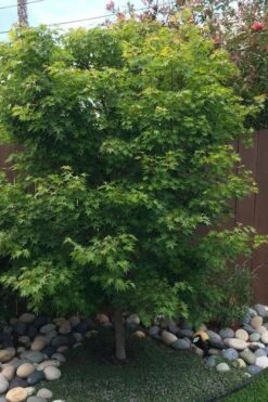 Tobiosho Japanese Maple Tree - 3 Gallon Pot -Garden Plants Shop acer palmatum tobiosho japanese maple tree 6