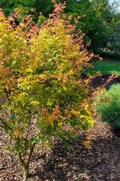 Twinkles Dwarf Coral Bark Japanese Maple - 3 Gallon Pot -Garden Plants Shop acer palmatum twinkles coral bark japanese maple 1
