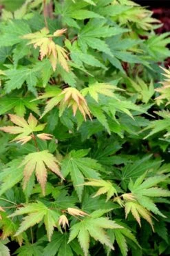 Twinkles Dwarf Coral Bark Japanese Maple - 3 Gallon Pot -Garden Plants Shop acer palmatum twinkles coral bark japanese maple 10