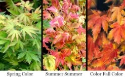 Twinkles Dwarf Coral Bark Japanese Maple - 3 Gallon Pot -Garden Plants Shop acer palmatum twinkles coral bark japanese maple 11