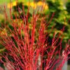 Twinkles Dwarf Coral Bark Japanese Maple - 3 Gallon Pot -Garden Plants Shop acer palmatum twinkles coral bark japanese maple 12