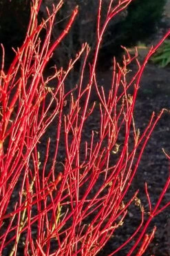 Twinkles Dwarf Coral Bark Japanese Maple - 3 Gallon Pot -Garden Plants Shop acer palmatum twinkles coral bark japanese maple 2