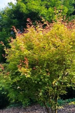 Twinkles Dwarf Coral Bark Japanese Maple - 3 Gallon Pot -Garden Plants Shop acer palmatum twinkles coral bark japanese maple 4