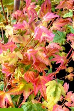 Twinkles Dwarf Coral Bark Japanese Maple - 3 Gallon Pot -Garden Plants Shop acer palmatum twinkles coral bark japanese maple 7