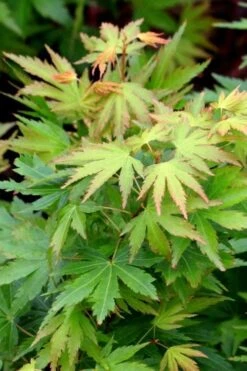 Twinkles Dwarf Coral Bark Japanese Maple - 3 Gallon Pot -Garden Plants Shop acer palmatum twinkles coral bark japanese maple 8