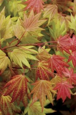 Moonrise Full Moon Japanese Maple - 5 Gallon Pot -Garden Plants Shop acer shirasawanum moonrise full moon janese maple 2