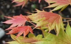 Moonrise Full Moon Japanese Maple - 5 Gallon Pot -Garden Plants Shop acer shirasawanum moonrise full moon janese maple 3