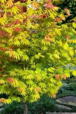 Moonrise Full Moon Japanese Maple - 5 Gallon Pot -Garden Plants Shop acer shirasawanum moonrise full moon janese maple 7