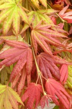 Moonrise Full Moon Japanese Maple - 5 Gallon Pot -Garden Plants Shop acer shirasawanum moonrise janese maple 1