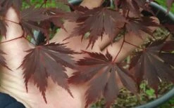 Yasemin Full Moon Japanese Maple - 5 Gallon Pot -Garden Plants Shop acer shirasawanum yaesmin full moon japanese maple 1