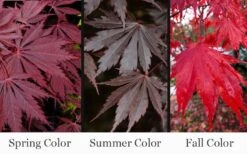 Yasemin Full Moon Japanese Maple - 5 Gallon Pot -Garden Plants Shop acer shirasawanum yasemin full moon japanese maple 10