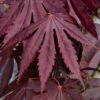 Yasemin Full Moon Japanese Maple - 5 Gallon Pot -Garden Plants Shop acer shirasawanum yasemin full moon japanese maple 11