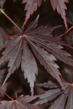 Yasemin Full Moon Japanese Maple - 5 Gallon Pot -Garden Plants Shop acer shirasawanum yasemin full moon japanese maple 2
