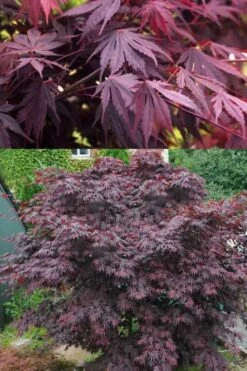 Yasemin Full Moon Japanese Maple - 5 Gallon Pot -Garden Plants Shop acer shirasawanum yasemin full moon japanese maple 5