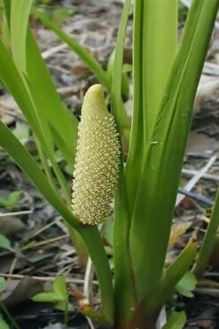 American Sweet Flag (Acorus Americanus) - 6 Pack Of 1 Gallon Pots -Garden Plants Shop acorus americanus american sweet flag 10 2