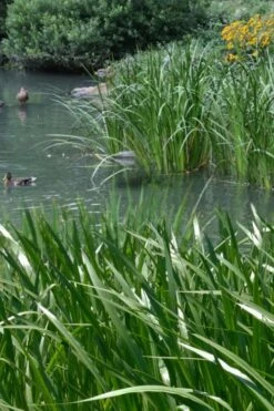 American Sweet Flag (Acorus Americanus) - 8 Pack Of 1 Gallon Pots -Garden Plants Shop acorus americanus american sweet flag 11 1