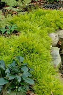 Dwarf Golden Sweet Flag - Acorus Gramineus 'Minimus Aureus' - 5 Pack Of Pint Pots -Garden Plants Shop acorus gramineus minnimus aurea dwarf golden sweet flag 101