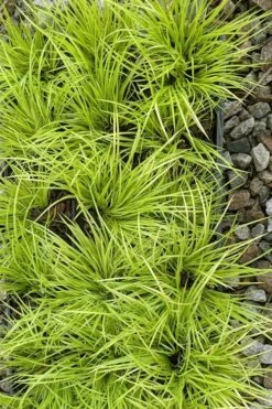 Dwarf Golden Sweet Flag - Acorus Gramineus 'Minimus Aureus' - 5 Pack Of Pint Pots -Garden Plants Shop acorus gramineus minnimus aurea dwarf golden sweet flag 105